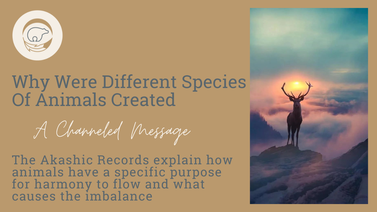 Why Were Different Species Of Animals Created